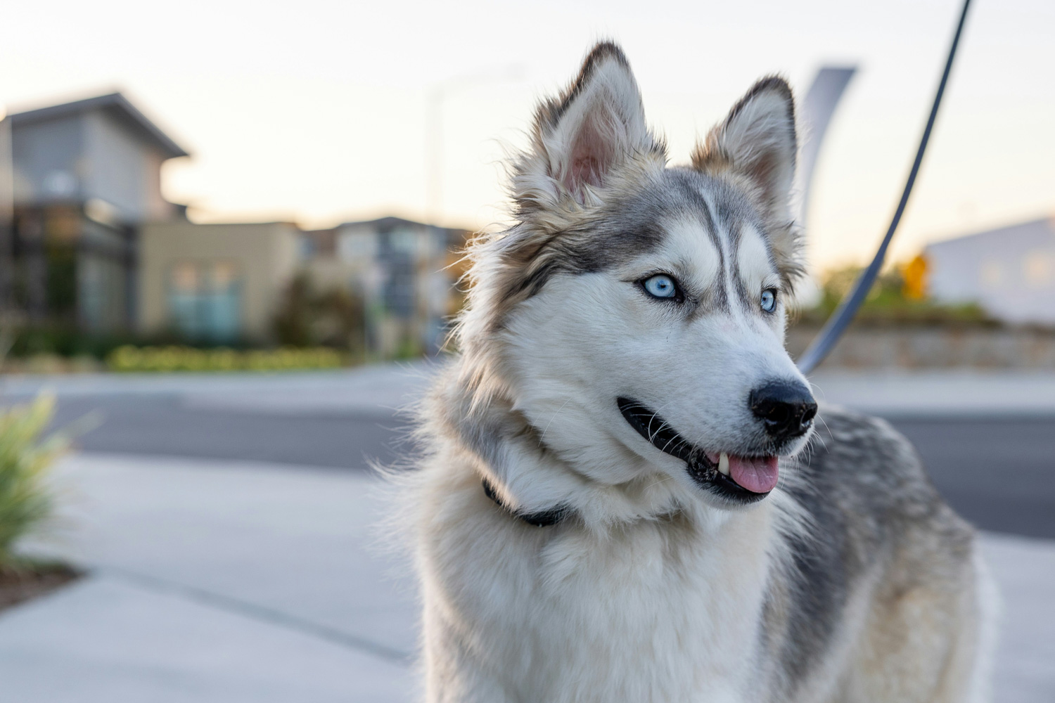 What’s a Husky Like?