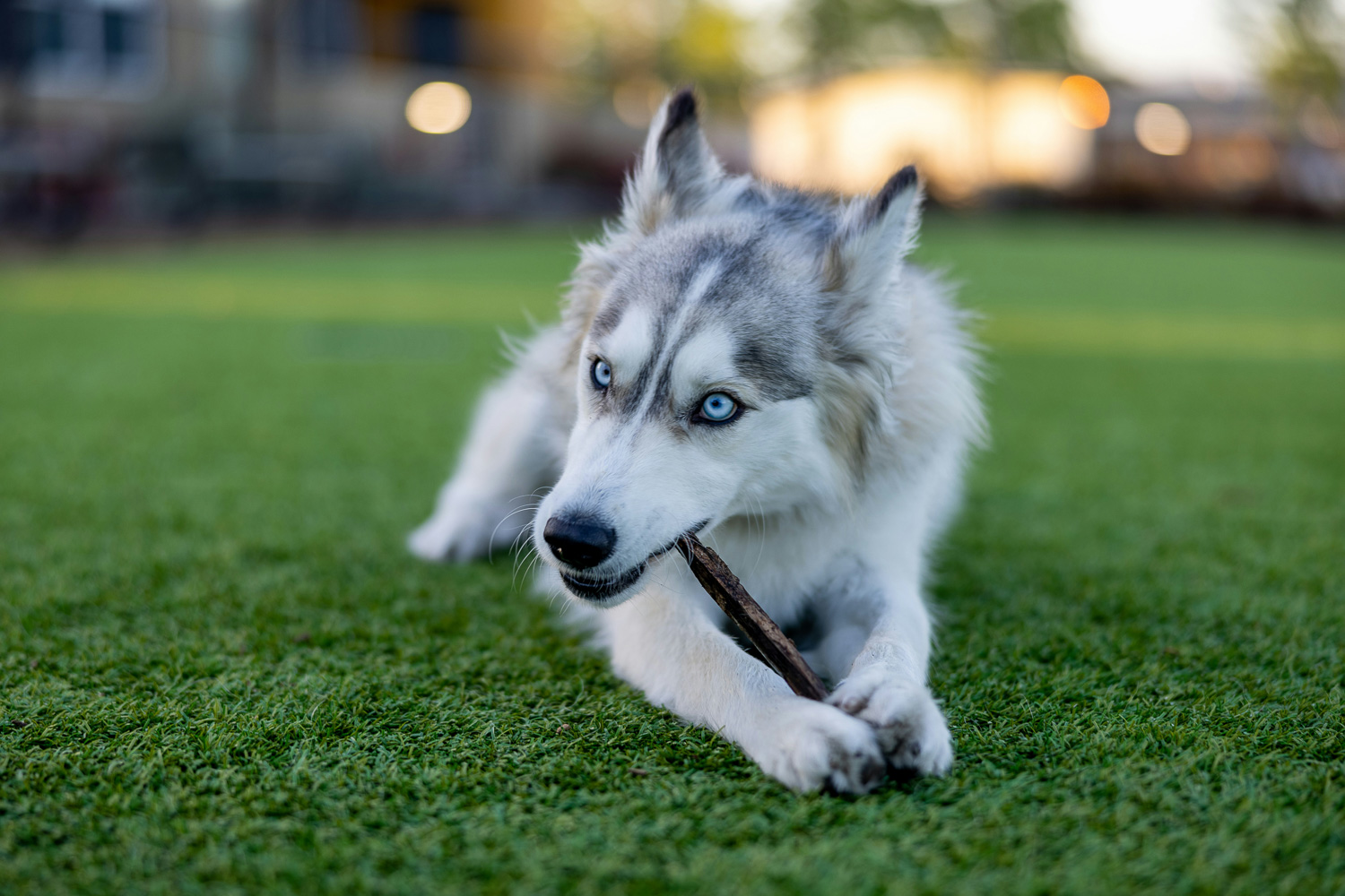 Complete Guide to Siberian Huskies: Everything You Need to Know