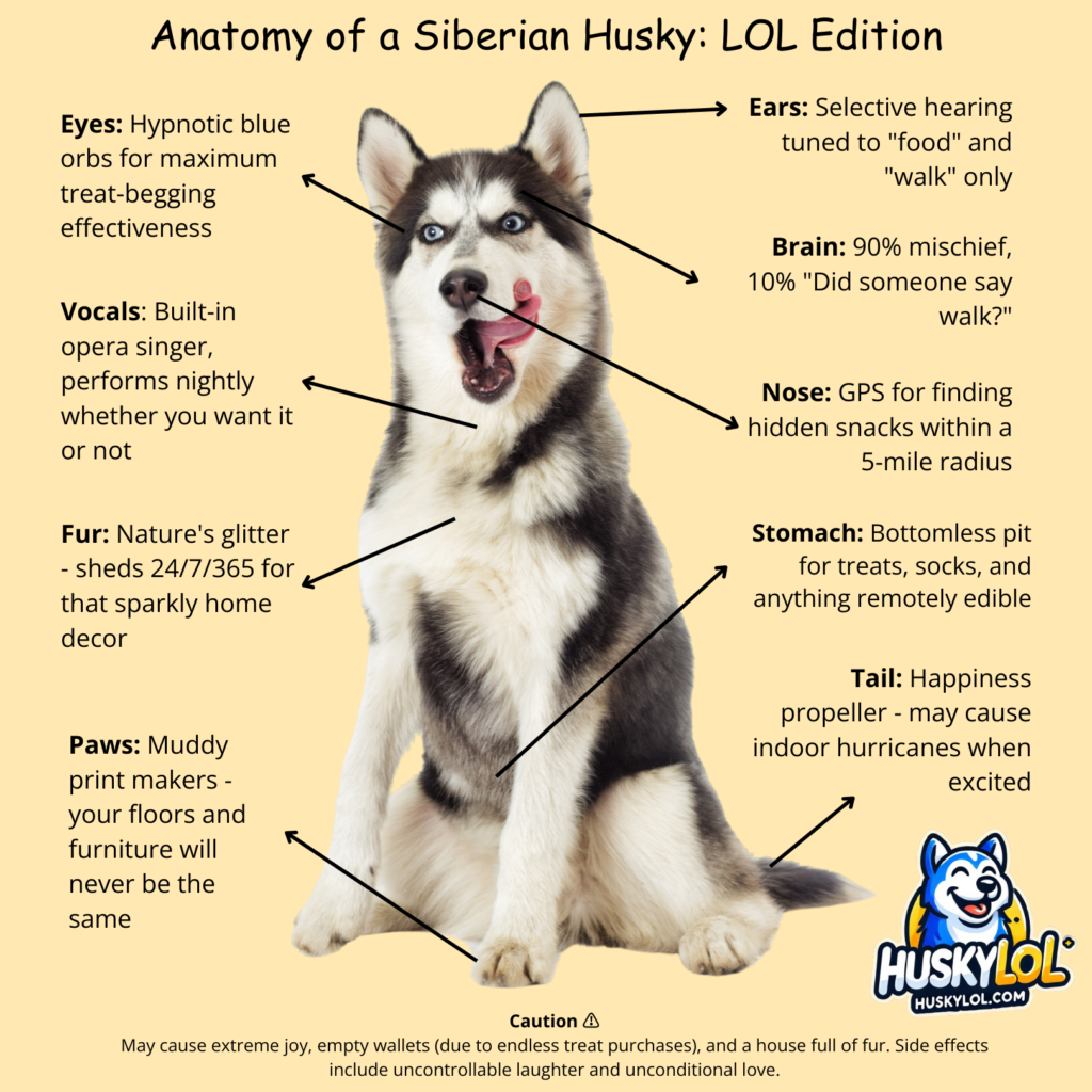 Anatomy of a Siberian Husky Meme