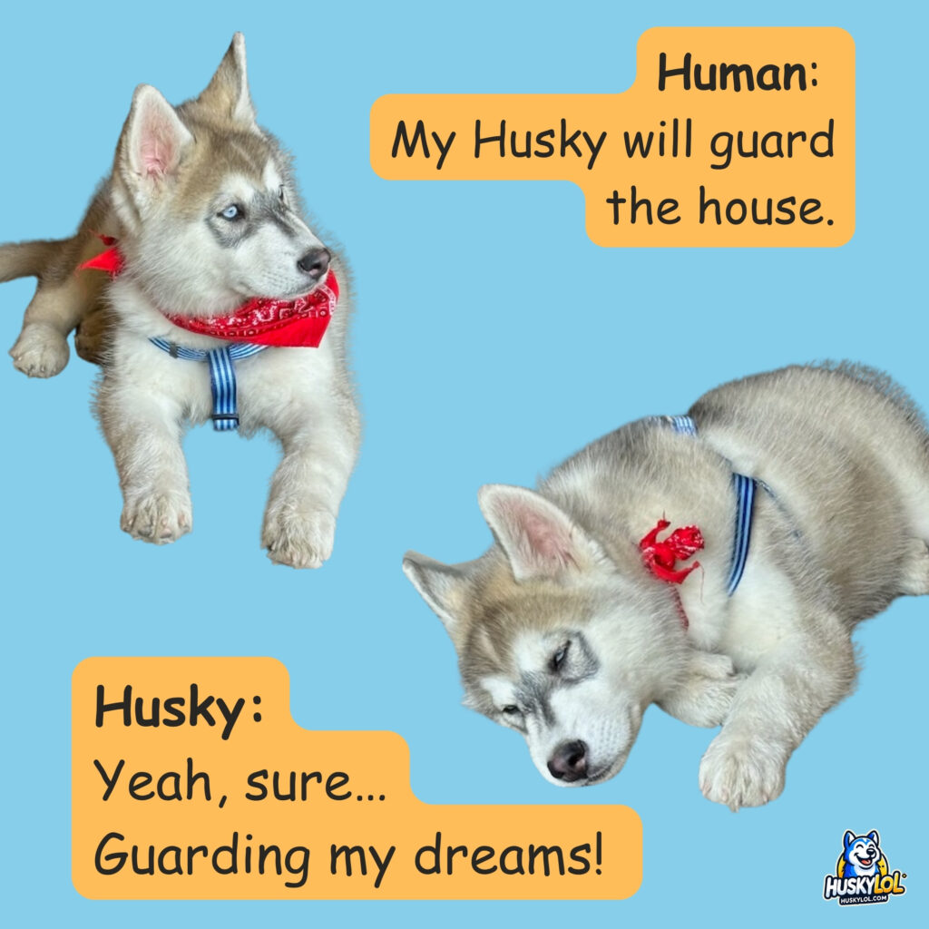 Funny meme:
Human: My Husky will guard the house.
Husky: Yeah, sure… Guarding my dreams! 😂