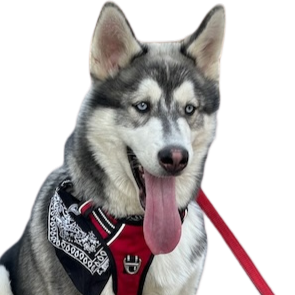Husky Winter CEO
