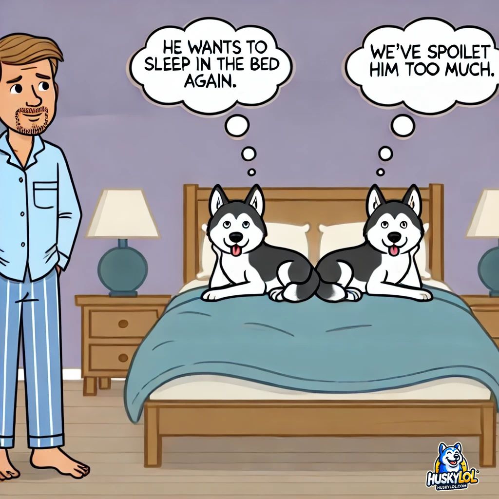 Two Huskies in bed thinking the man wants to sleep in the bed again and that they spoilt him too much.