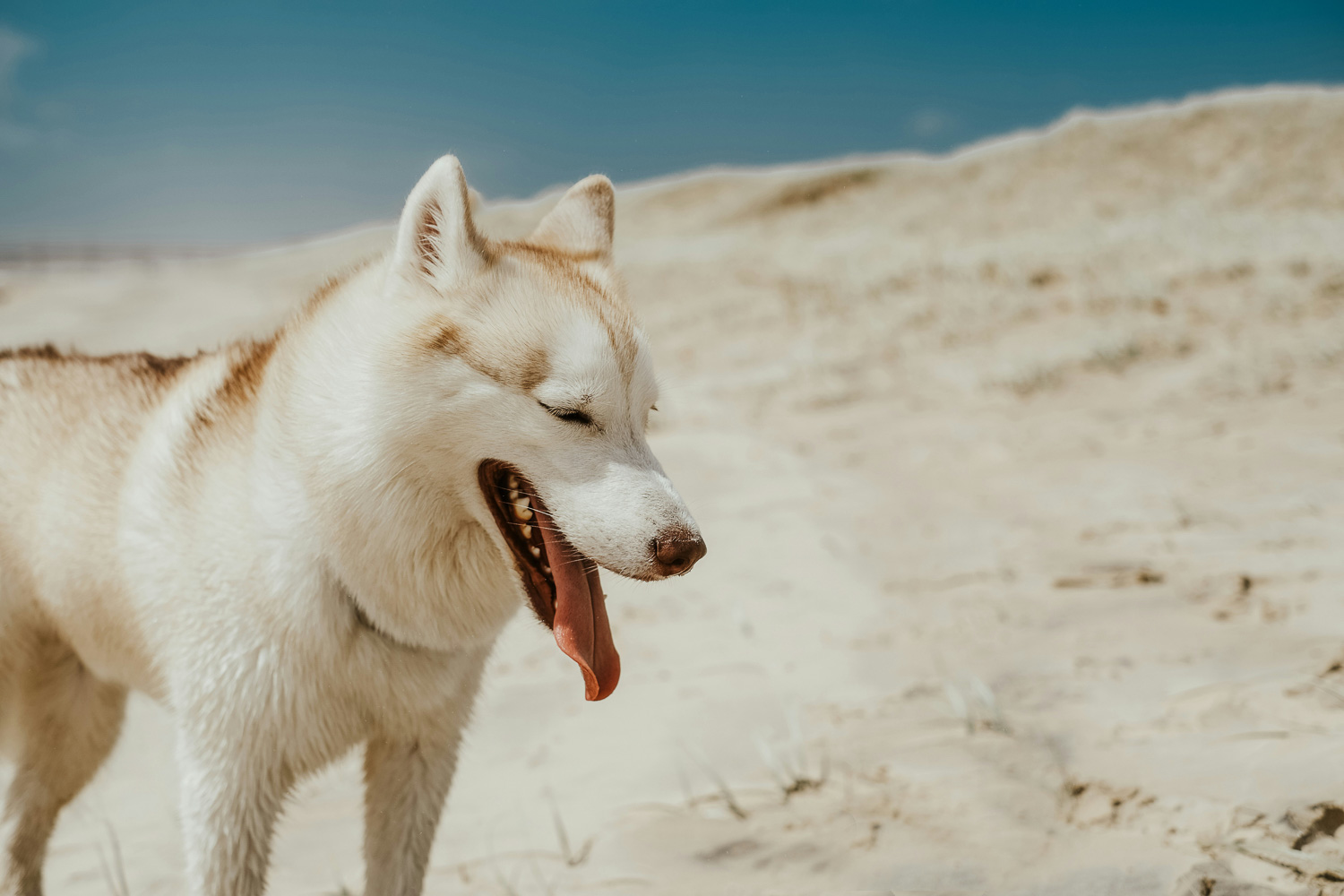Huskies and Hot Weather: Essential Tips for Keeping Your Arctic Dog Cool