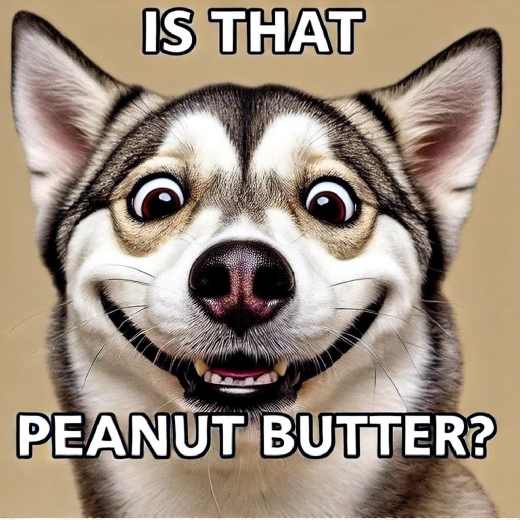 Husky asking "Is that peanut butter?" with big eyes.