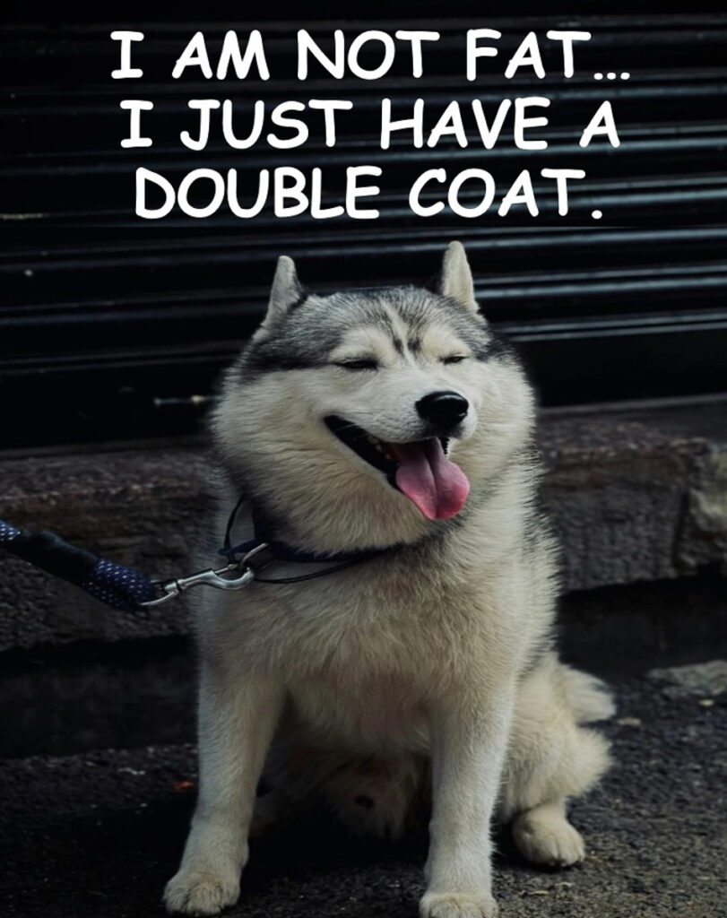 Husky Meme: I am not fat... I just have a double coat.