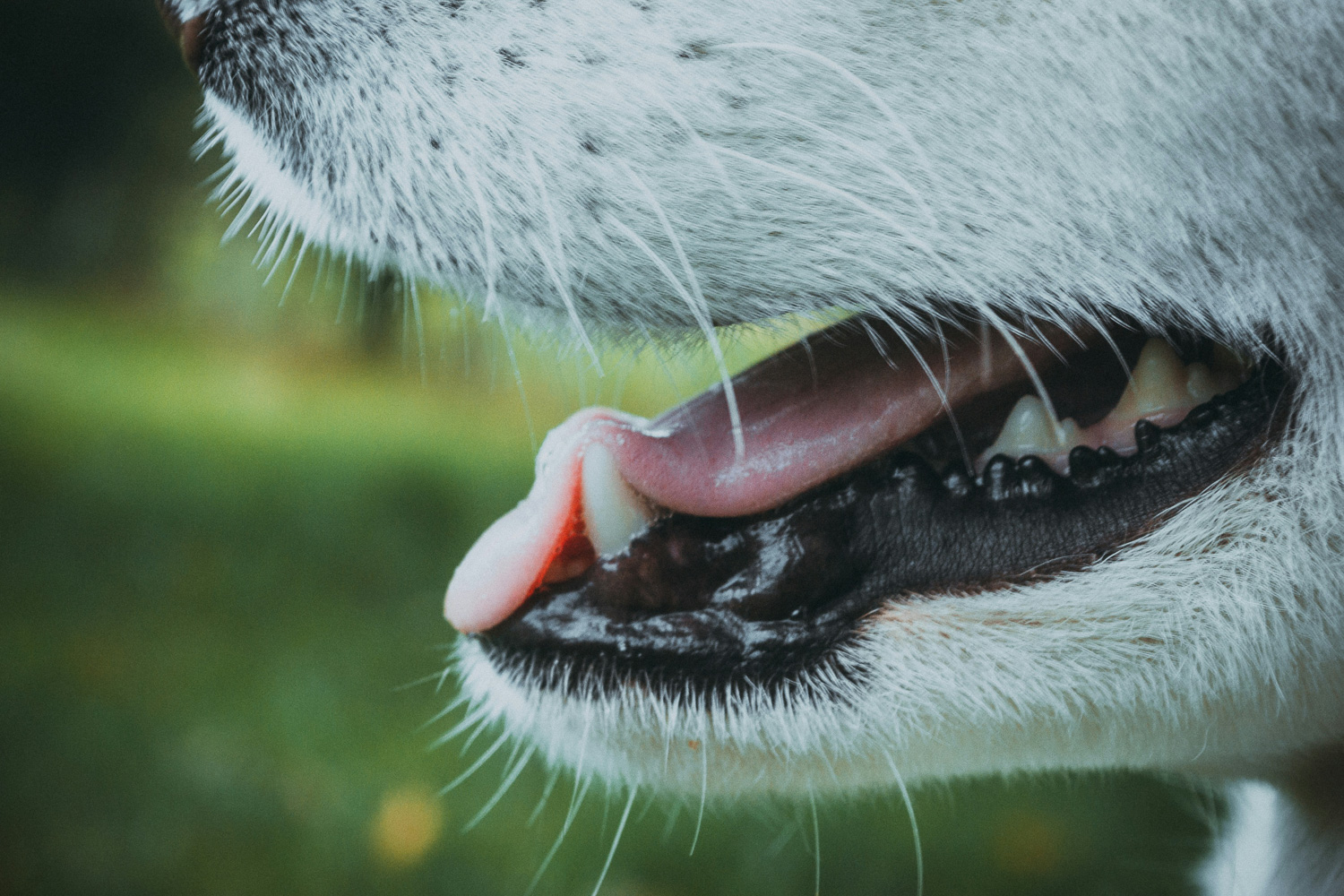 Husky Dental Care: Essential Tips for a Healthy Canine Smile